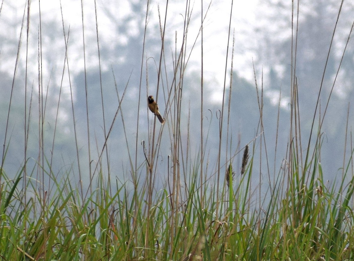 Black-breasted Parrotbill - ML177721731