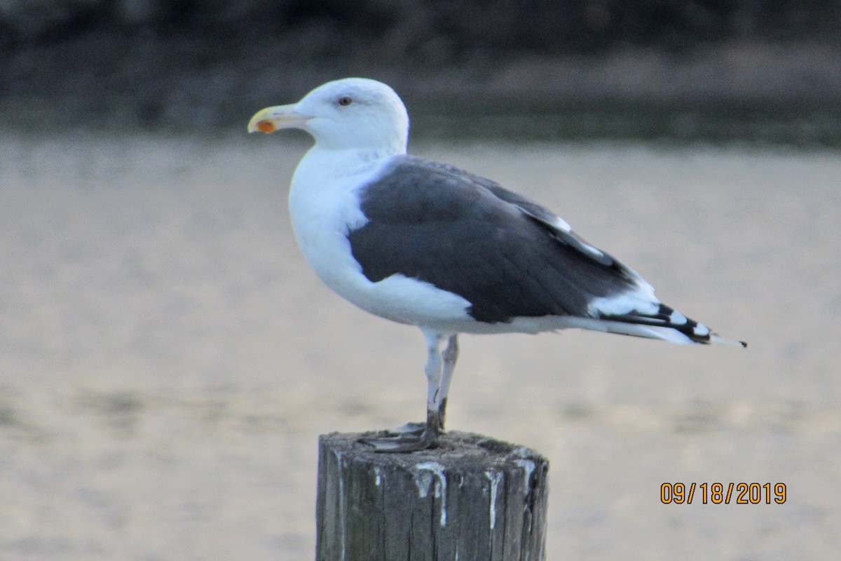 Great Black-backed Gull - Mickey Ryan