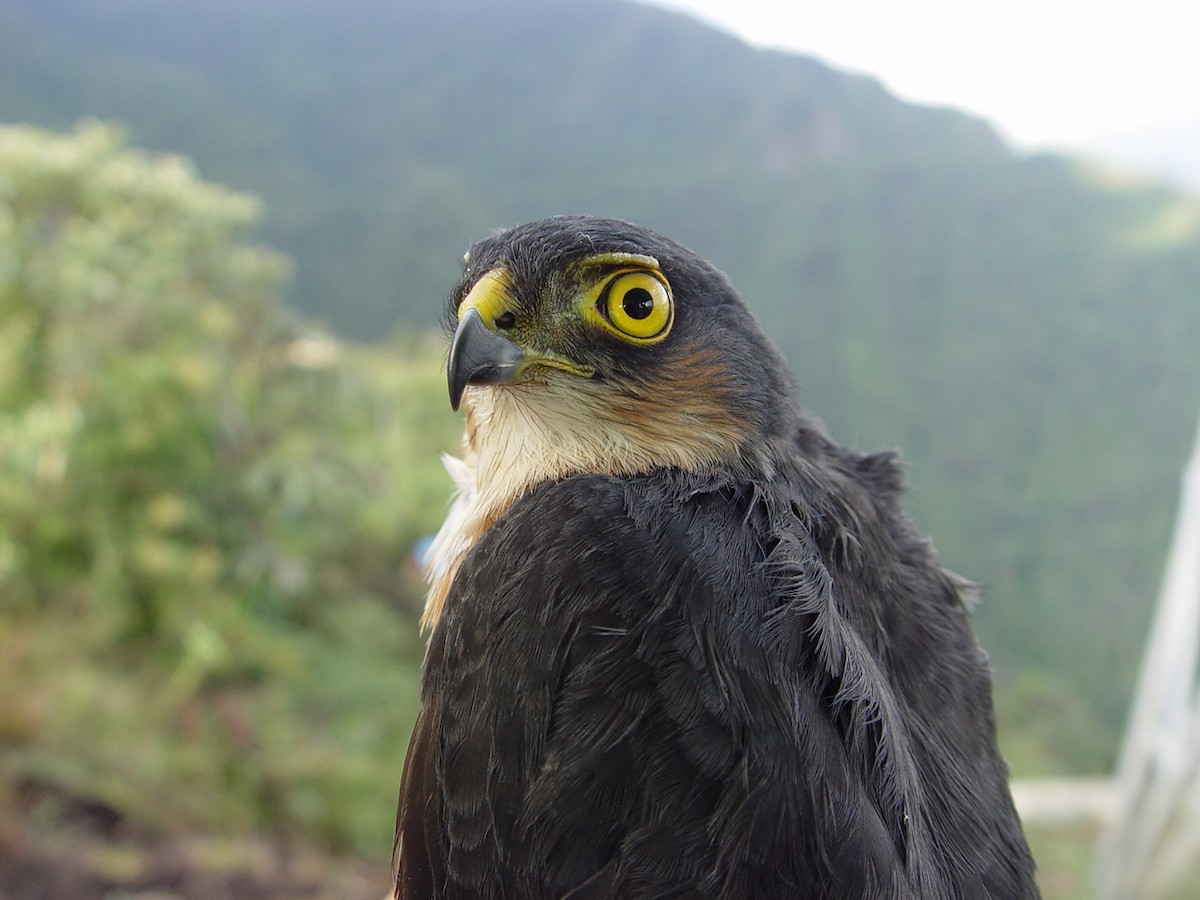 Sharp-shinned Hawk - Jaime Chaves