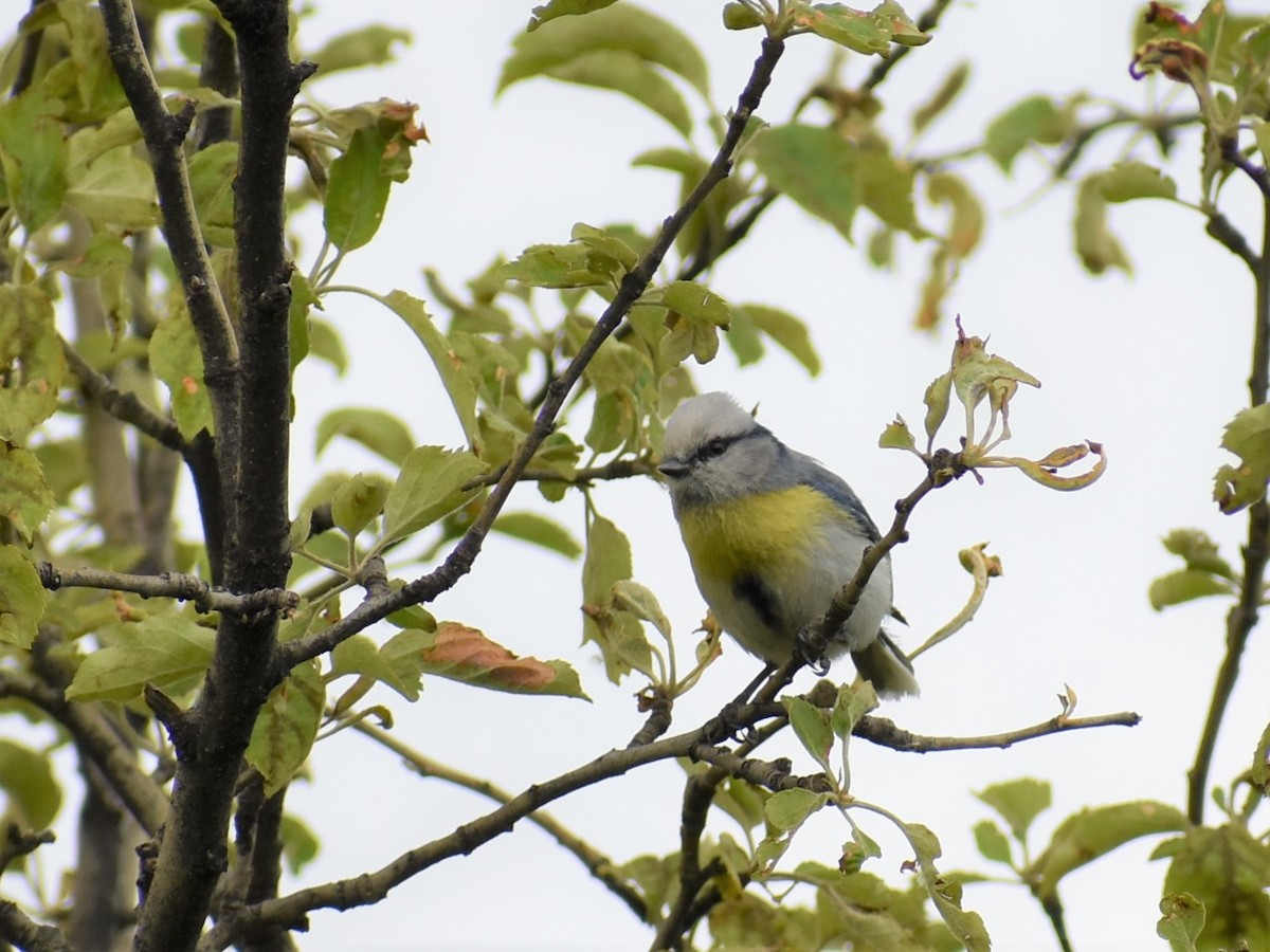 Azure Tit (Yellow-breasted) - ML177724701