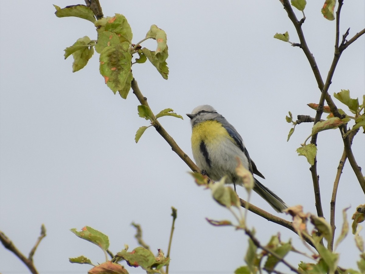 Azure Tit (Yellow-breasted) - ML177724741