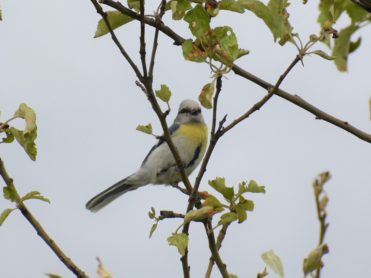 Azure Tit (Yellow-breasted) - ML177724761