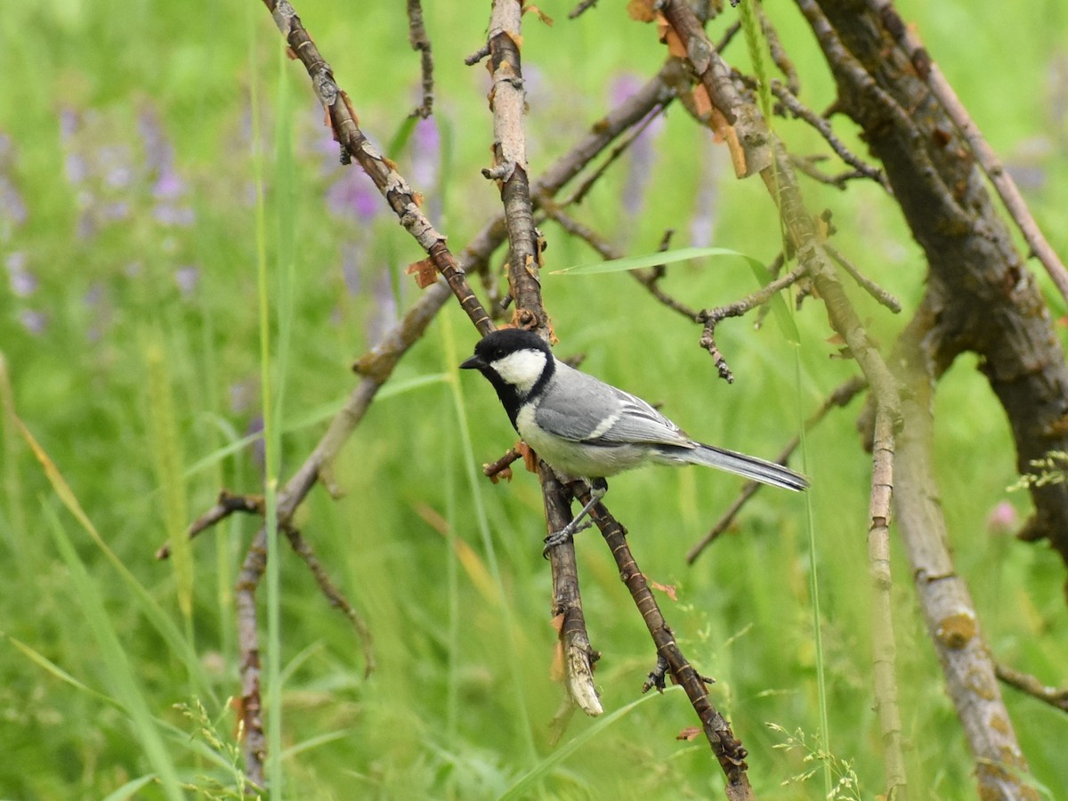 Great Tit (Turkestan) - ML177724801