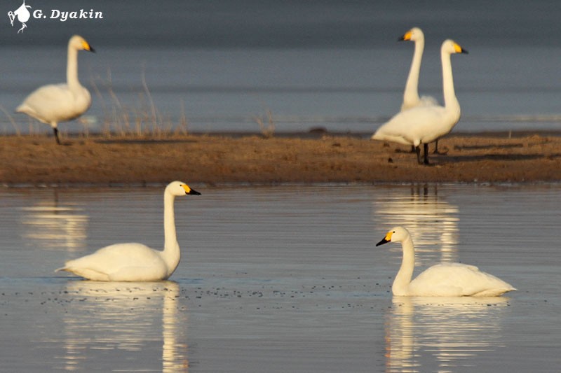 Tundra Swan (Bewick's) - Gennadiy Dyakin