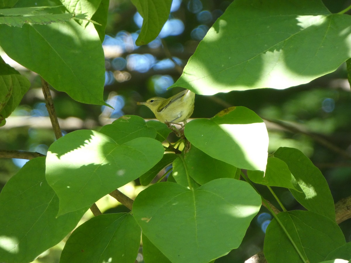 Tennessee Warbler - ML177726661