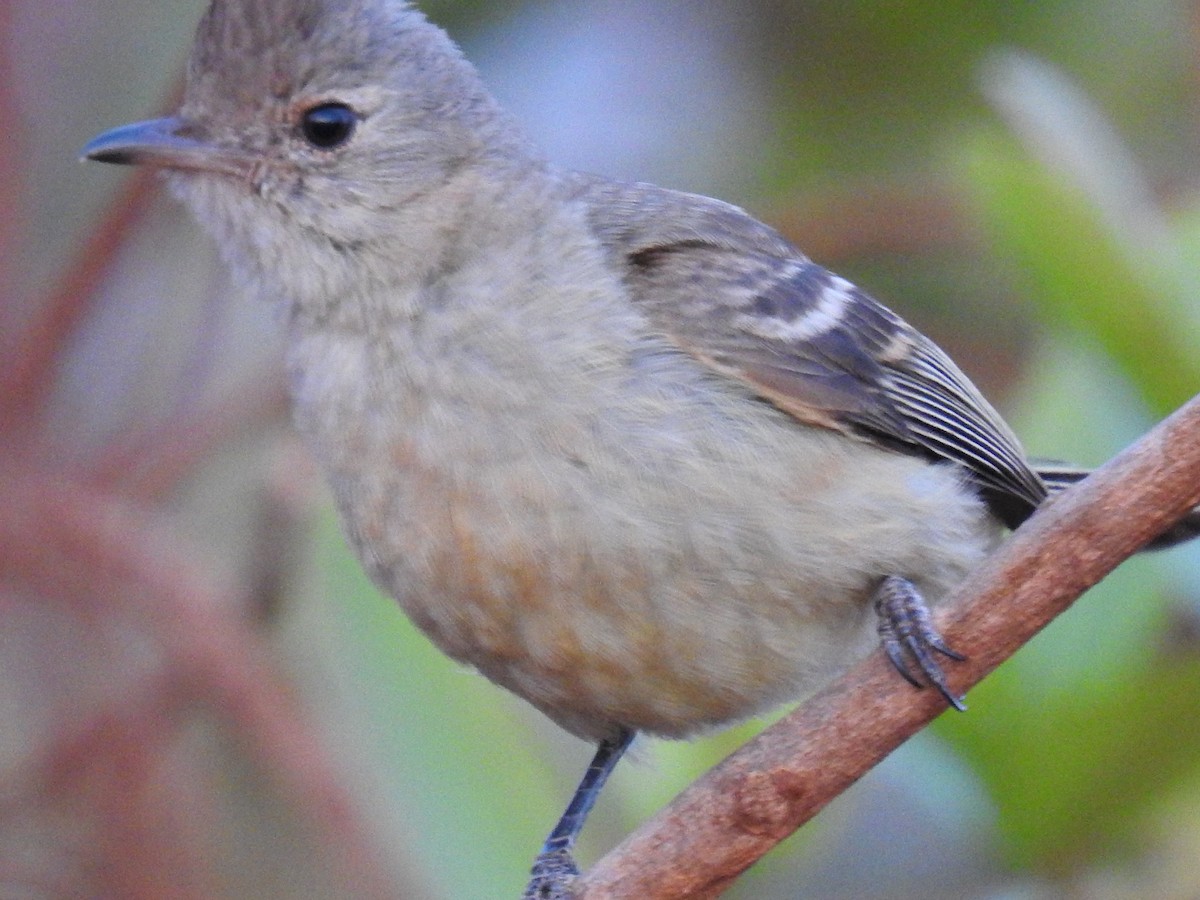 Plain-crested Elaenia - ML177727041