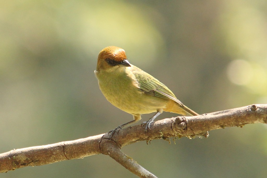 Chestnut-backed Tanager - ML177728021