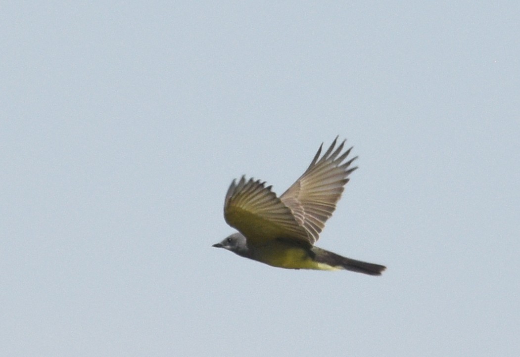 Cassin's Kingbird - ML177728361