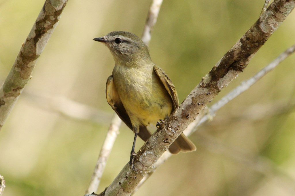 Planalto Tyrannulet - ML177728441