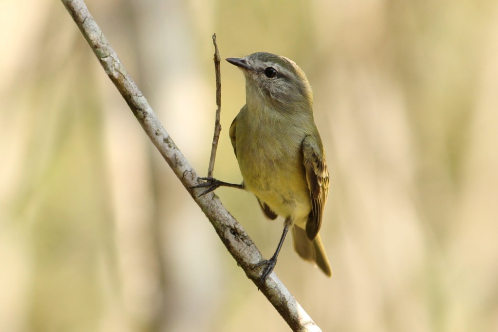 Planalto Tyrannulet - ML177728471