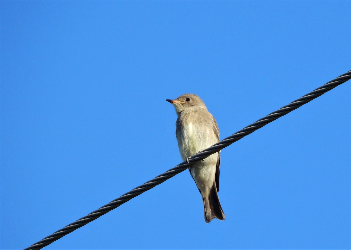 Western Wood-Pewee - Austin Young