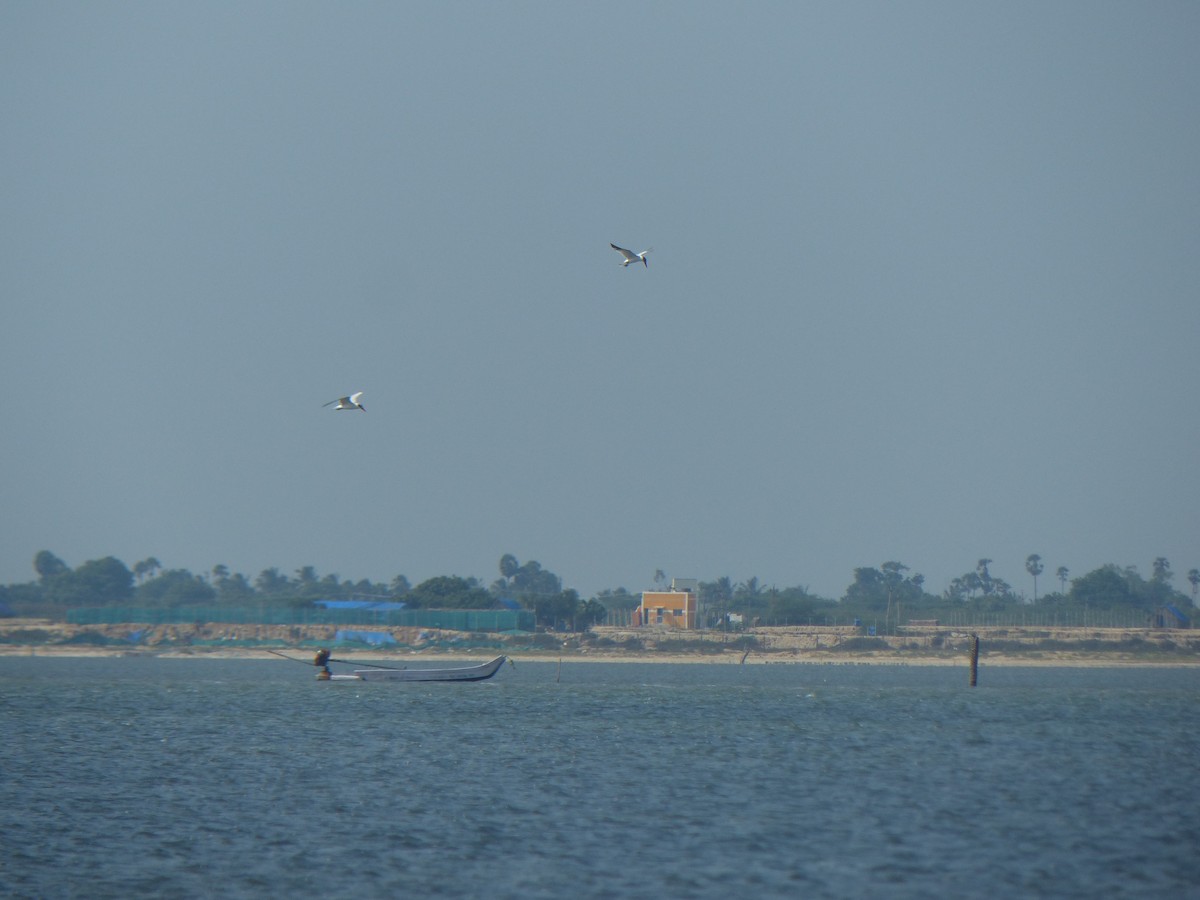 Caspian Tern - ML177733121