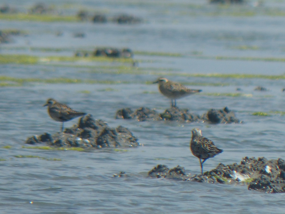 Black-bellied Plover - ML177733181