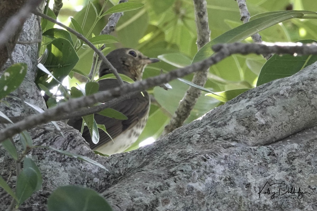 Swainson's Thrush - ML177733311