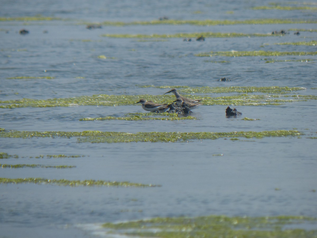 sand-plover sp. - ML177733661