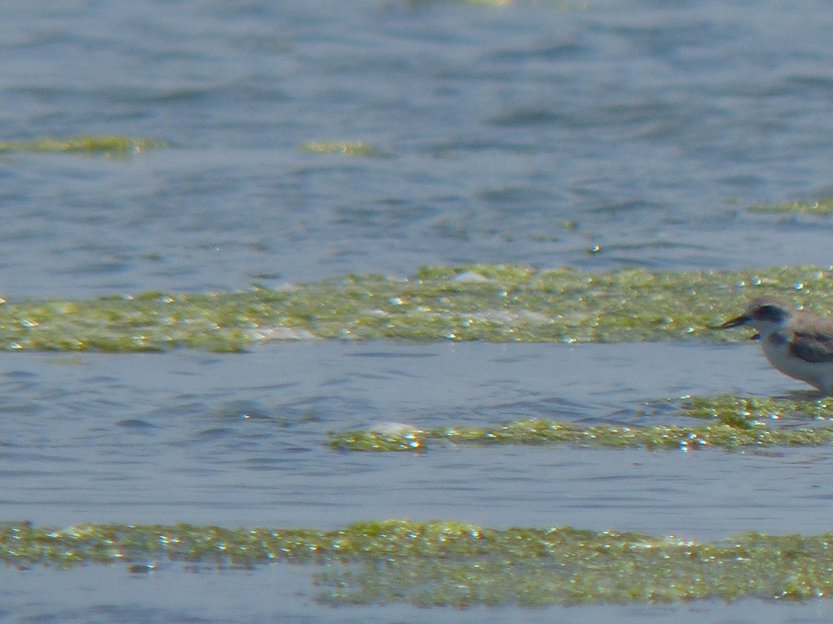 sand-plover sp. - ML177733721