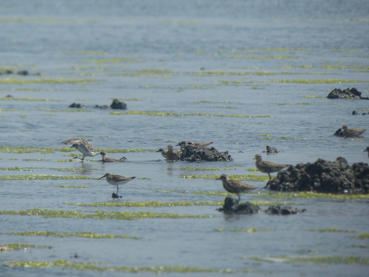 sand-plover sp. - ML177733831