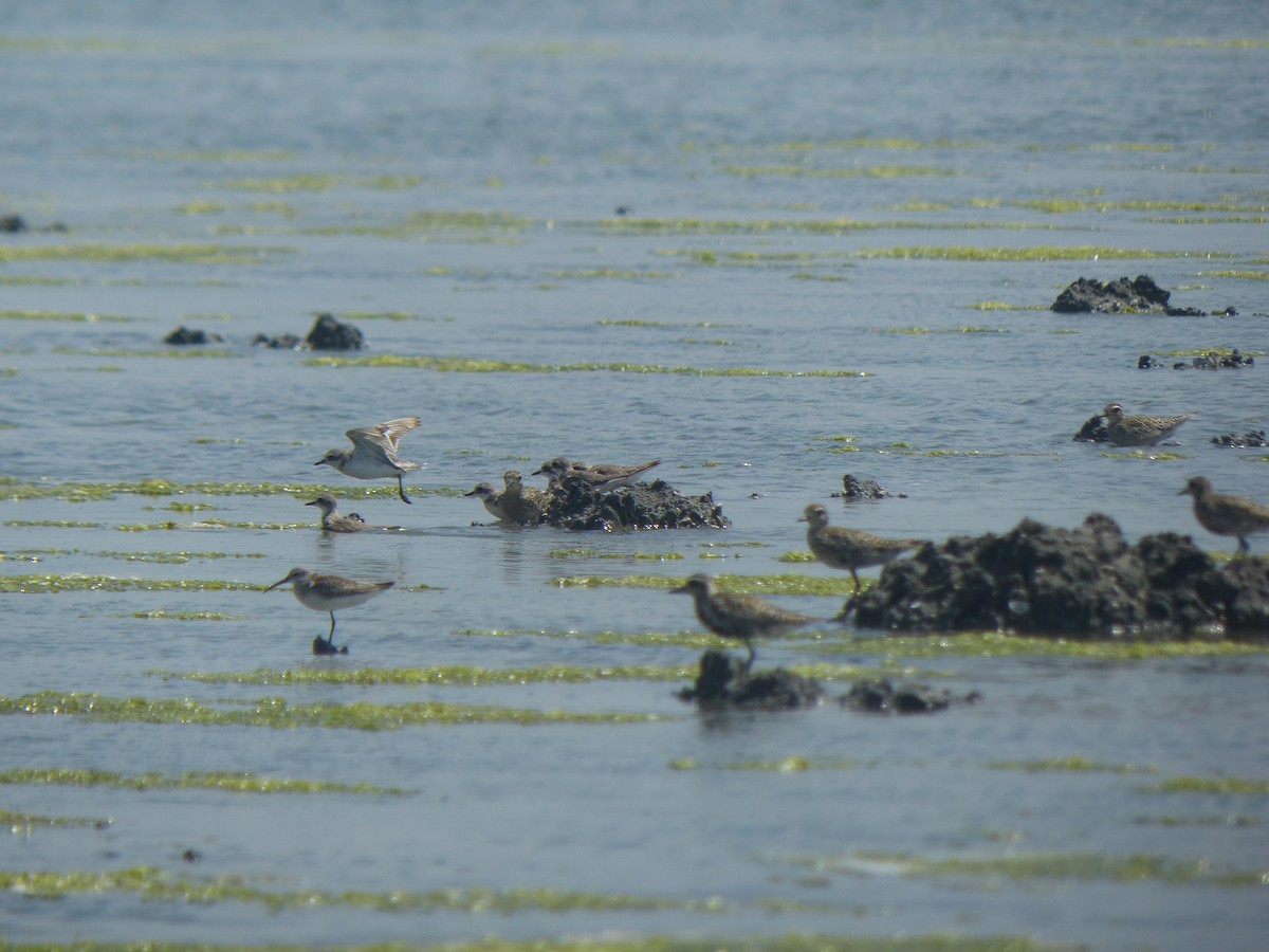 sand-plover sp. - ML177733851