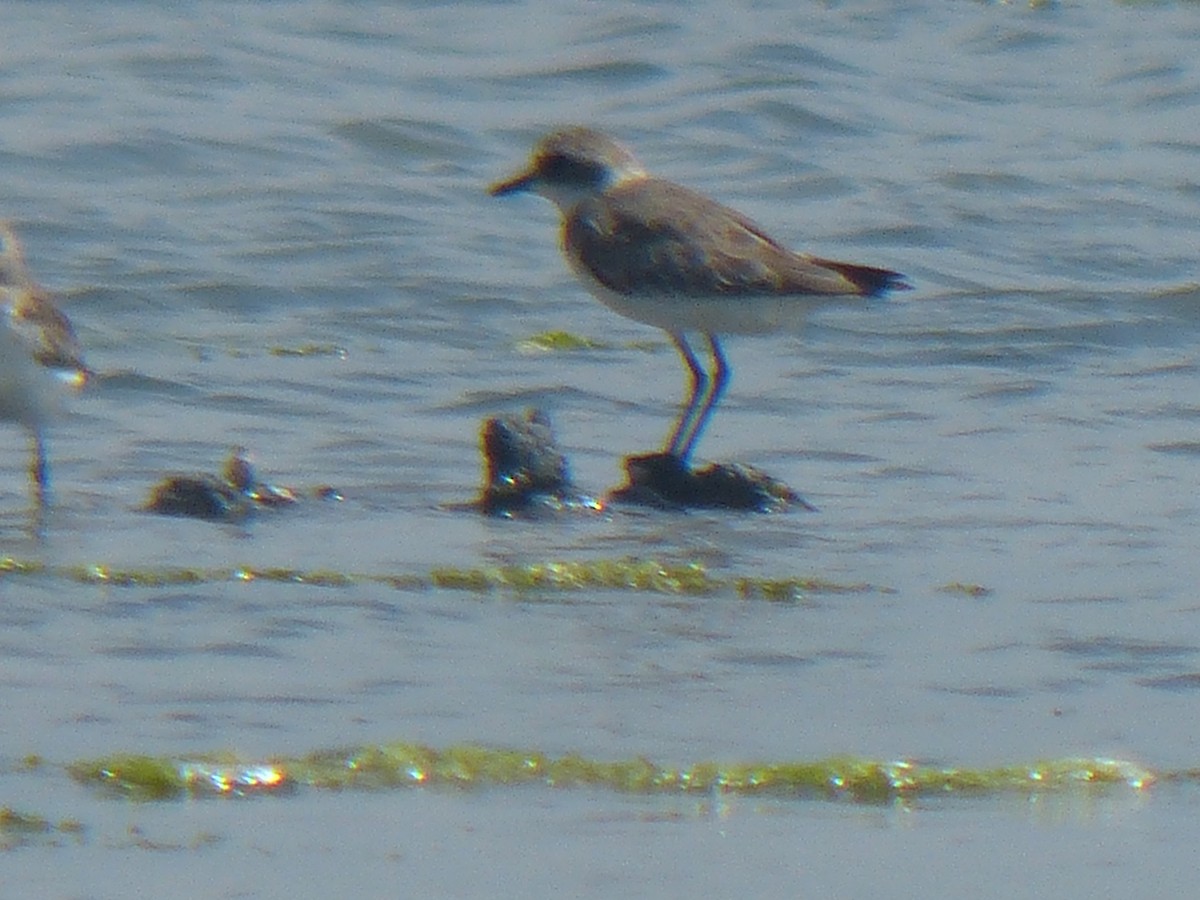 sand-plover sp. - ML177733951