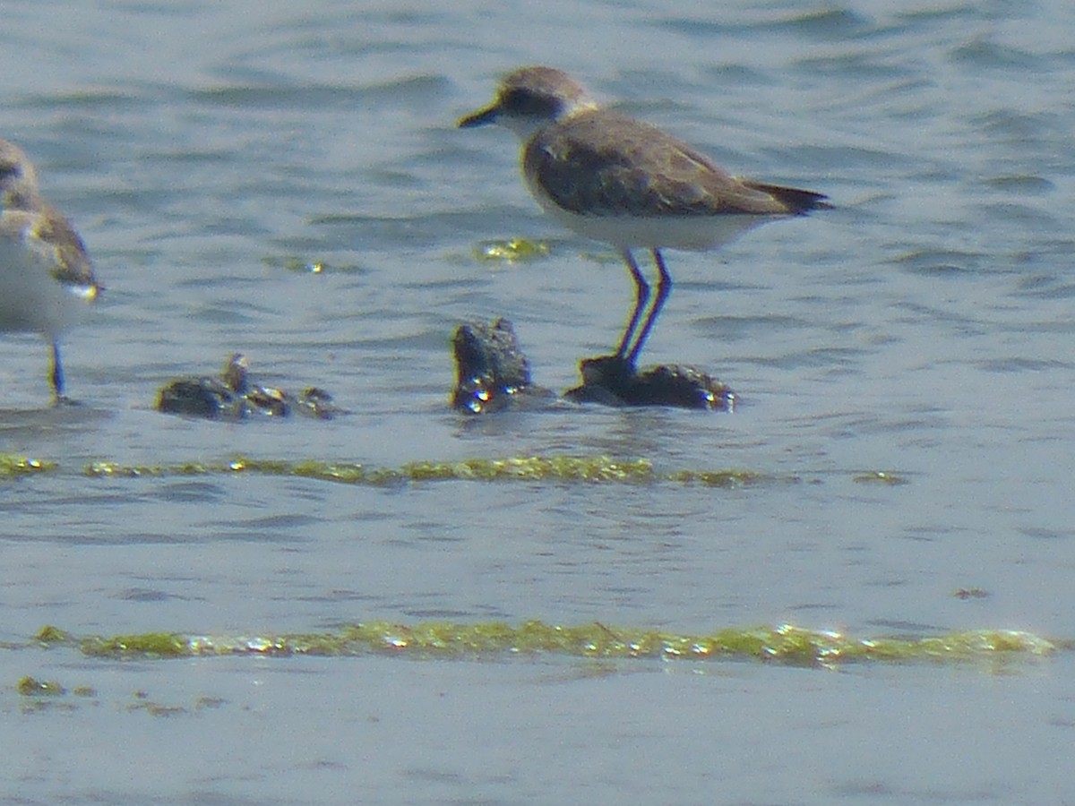 sand-plover sp. - ML177733961