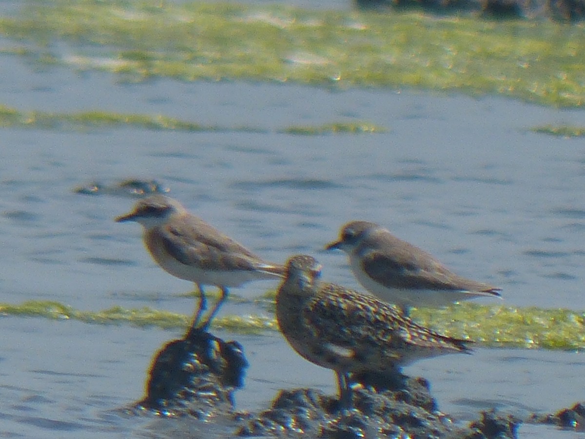 sand-plover sp. - ML177734031