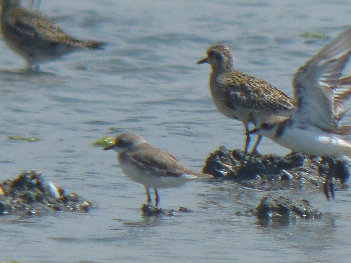 sand-plover sp. - ML177734041