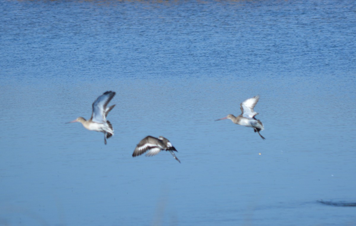 Black-tailed Godwit - ML177737071