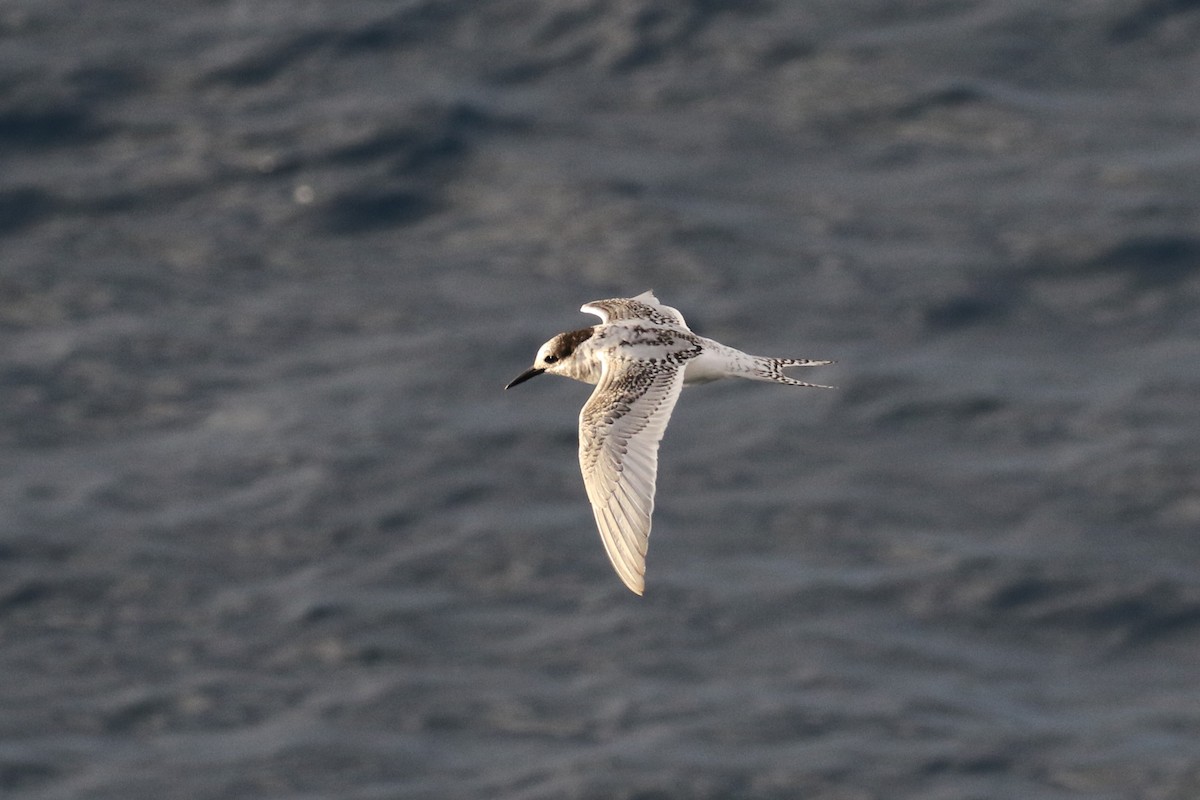 Antarctic Tern - Fabrice Schmitt