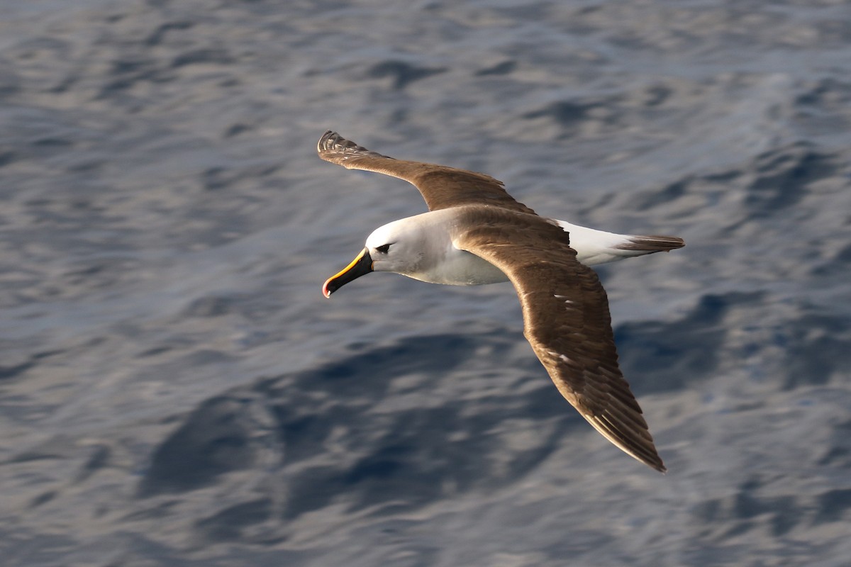 Atlantic Yellow-nosed Albatross - Fabrice Schmitt
