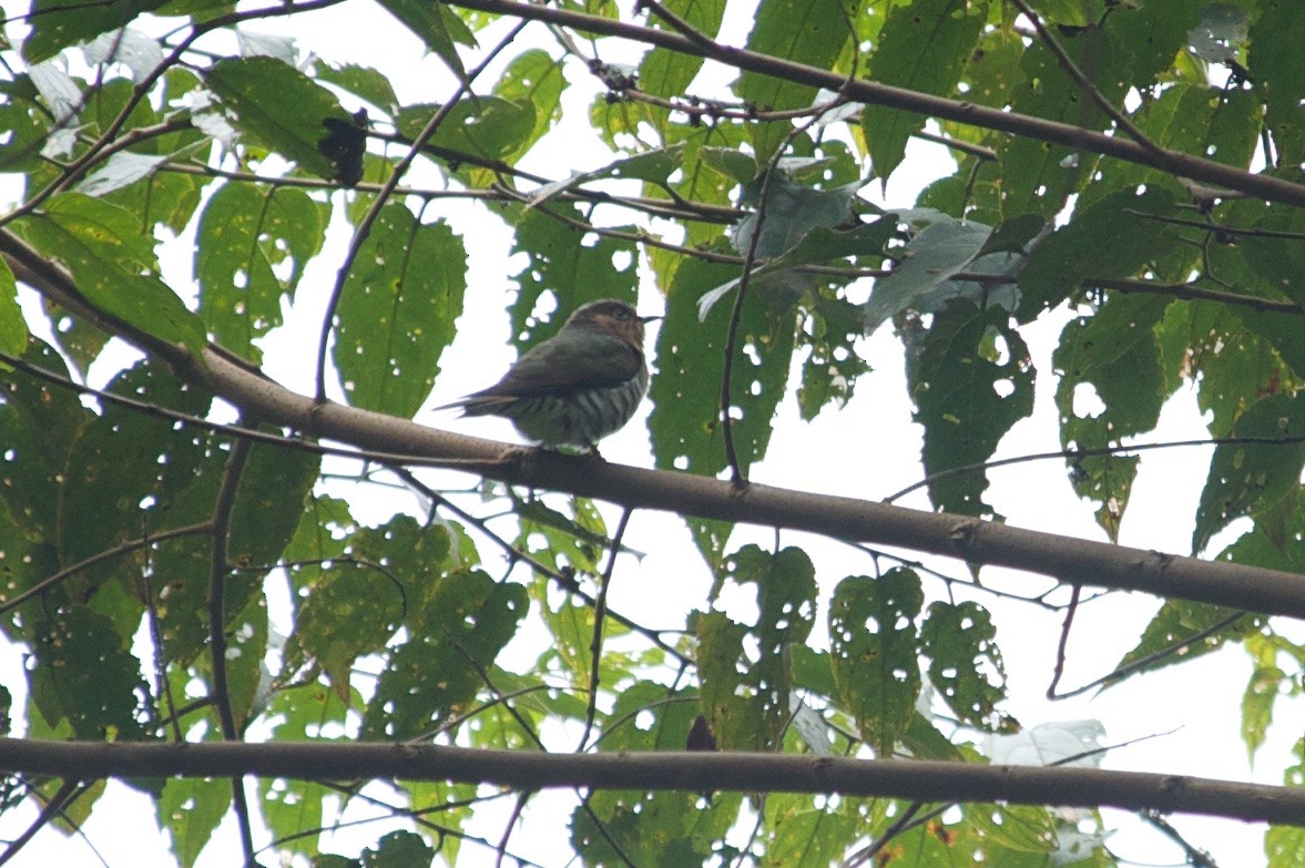 Rufous-throated Bronze-Cuckoo - John C. Mittermeier