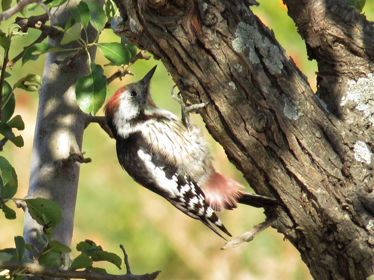 Middle Spotted Woodpecker - ML177739701