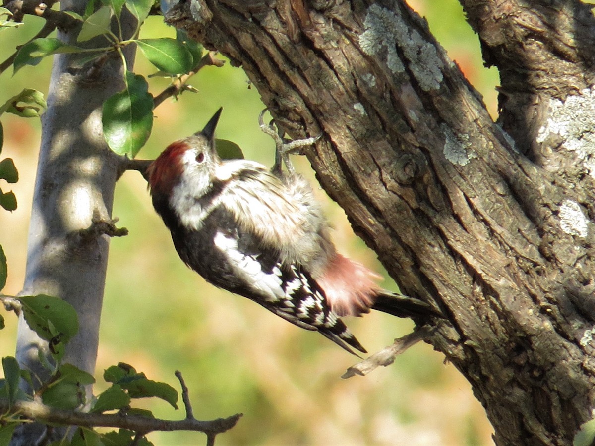 Middle Spotted Woodpecker - ML177739721