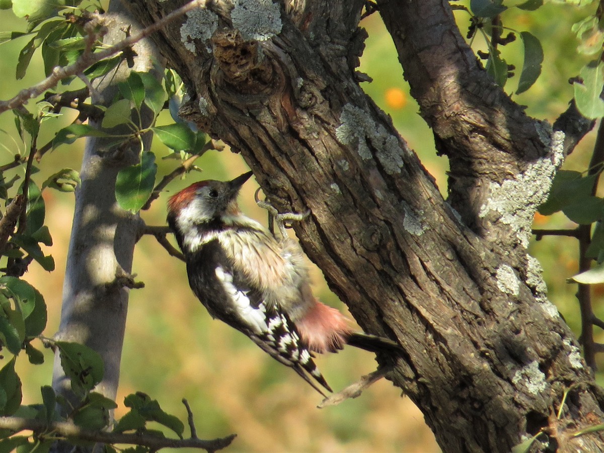 Middle Spotted Woodpecker - ML177739731