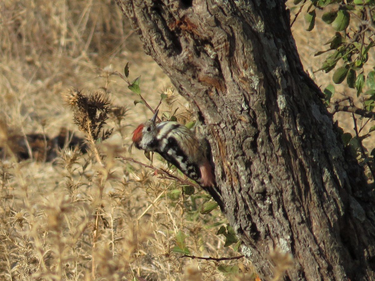 Middle Spotted Woodpecker - ML177739741