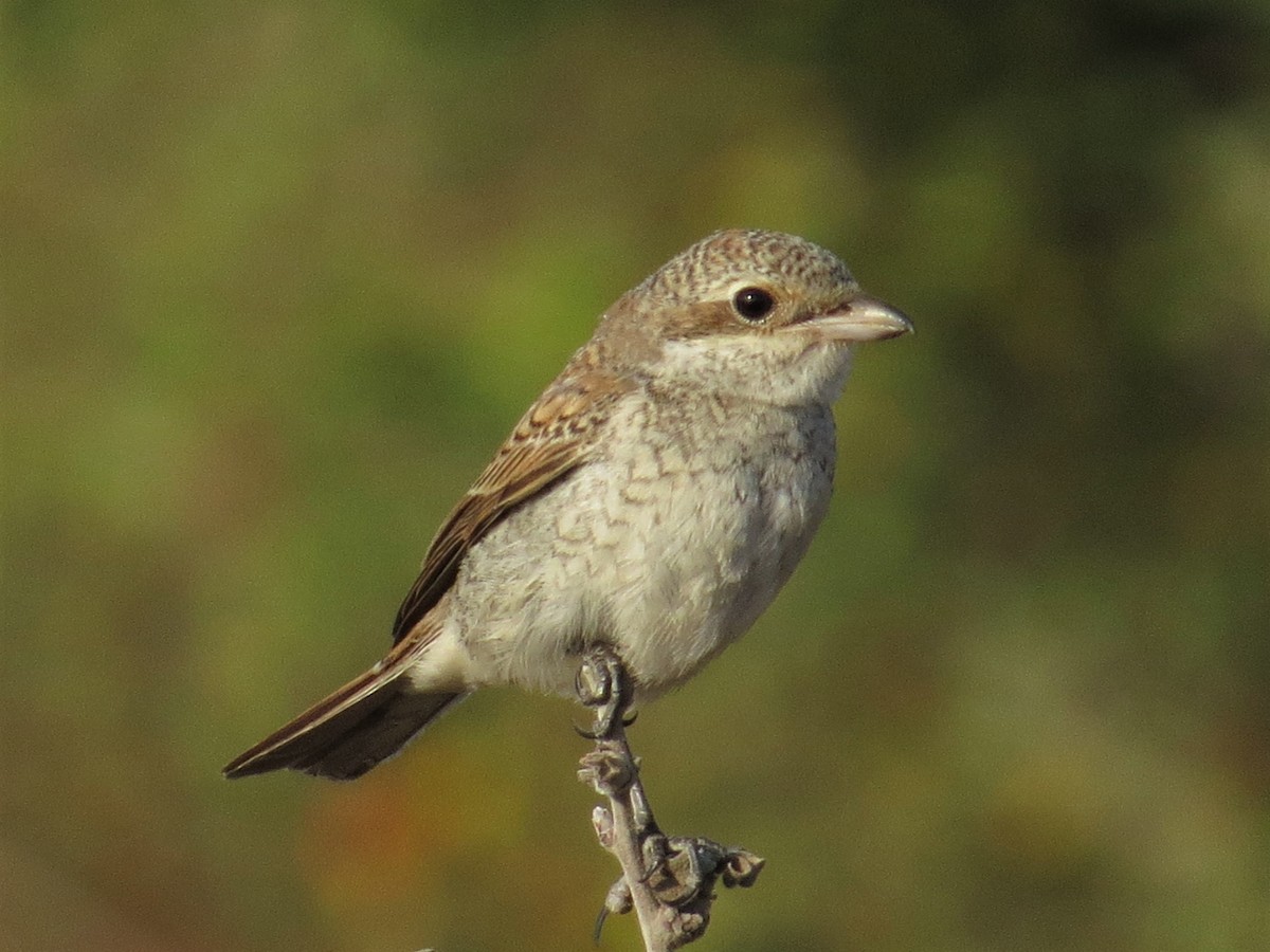 Red-backed Shrike - ML177739771