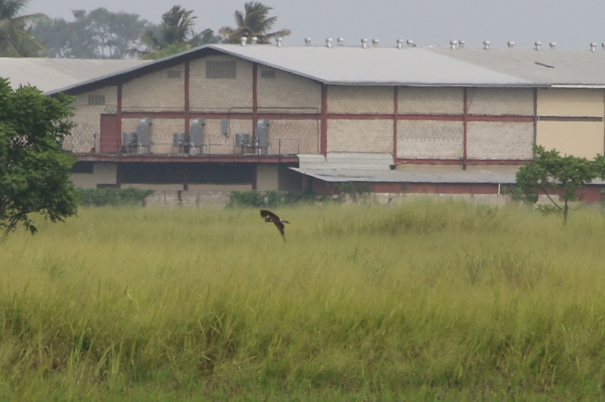 Long-winged Harrier - ML177740141