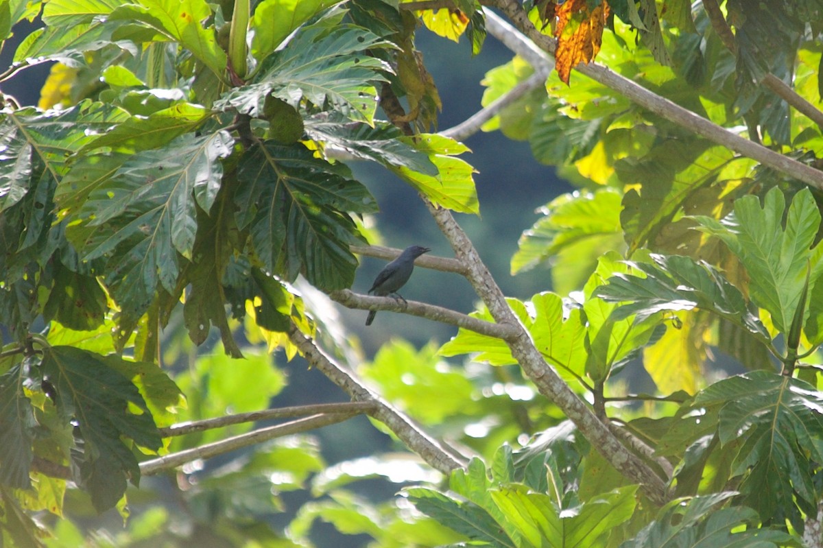 Papuan Cicadabird - ML177740181