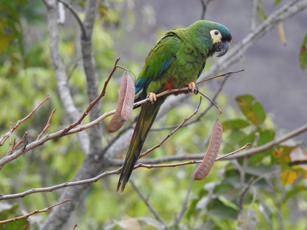 Blue-winged Macaw - Jenny Flexman