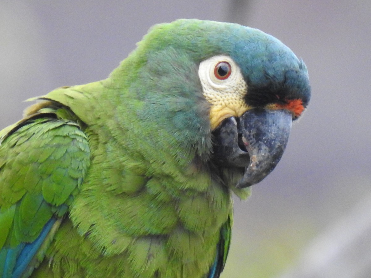 Blue-winged Macaw - Jenny Flexman