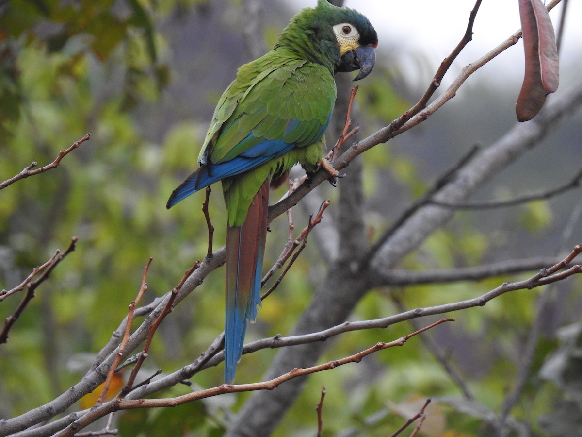 Blue-winged Macaw - ML177740441