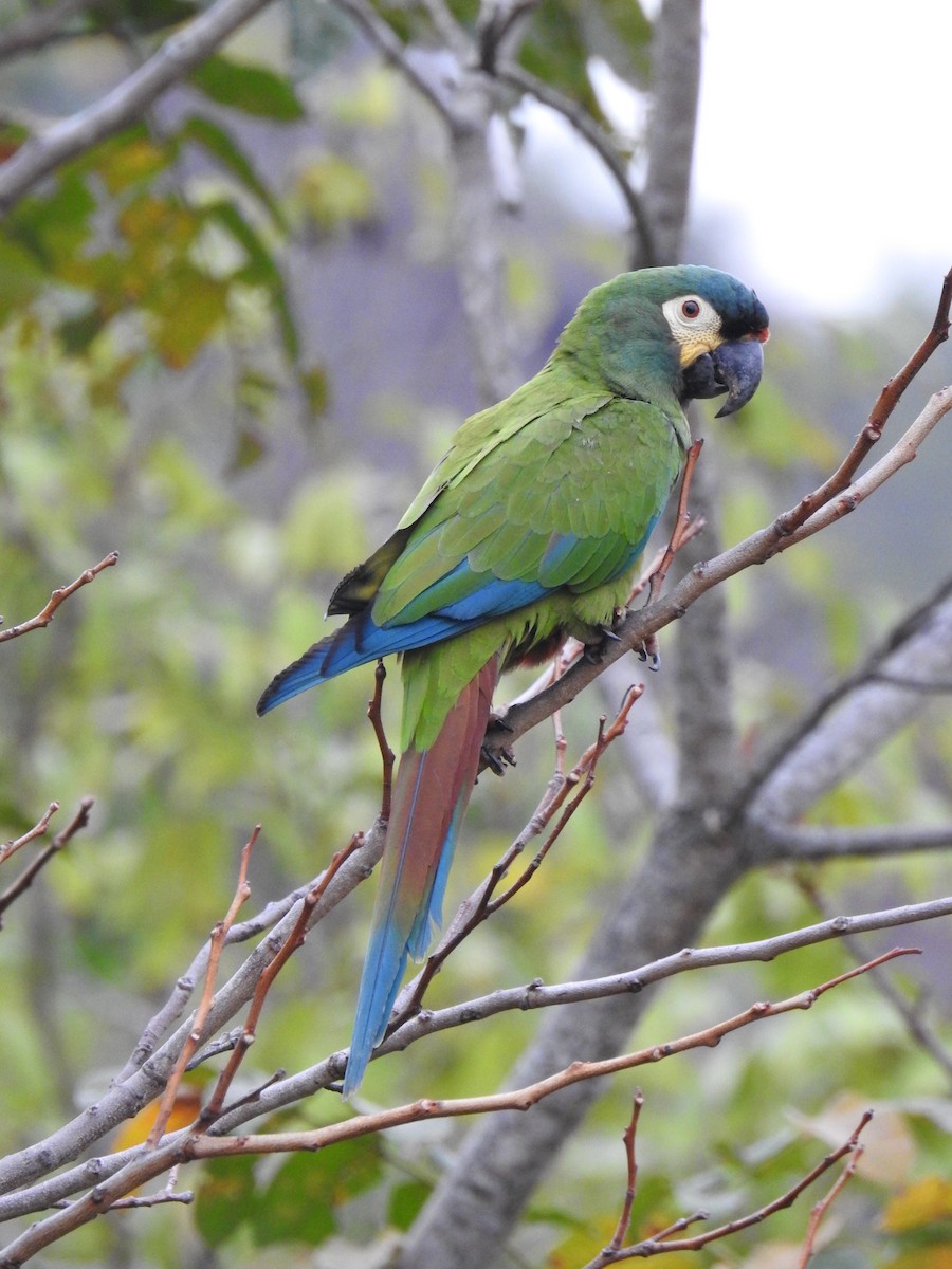 Blue-winged Macaw - ML177740451