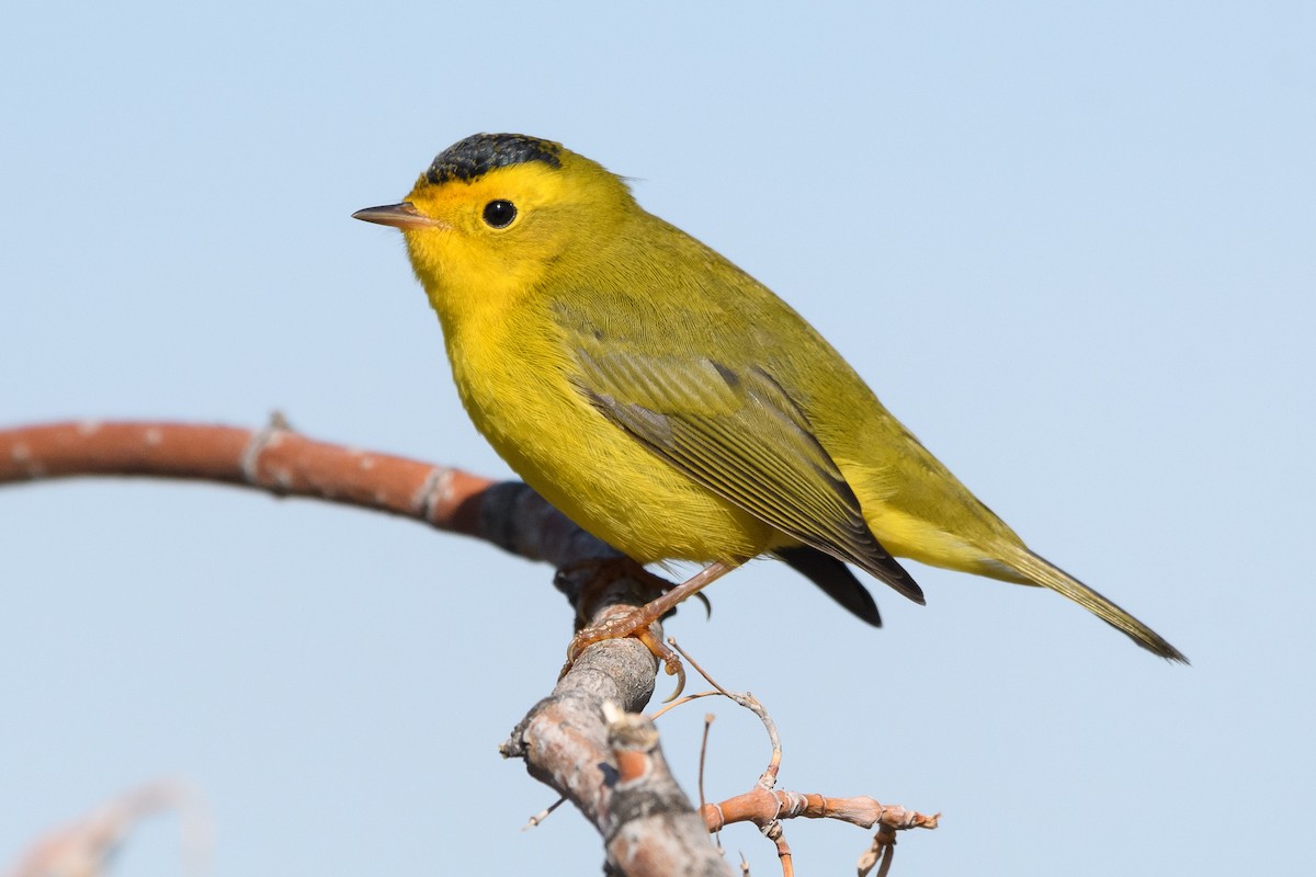 Wilson's Warbler - Darren Clark