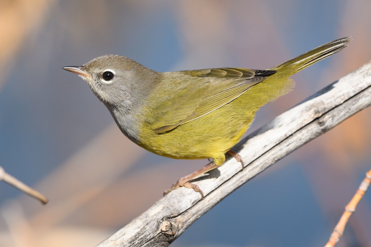 MacGillivray's Warbler - Darren Clark