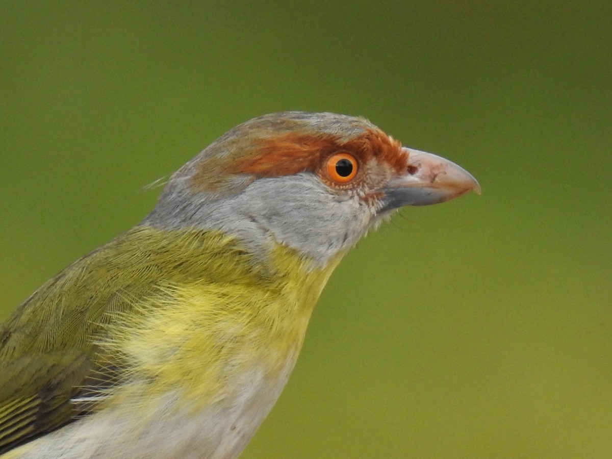 Rufous-browed Peppershrike - ML177741191