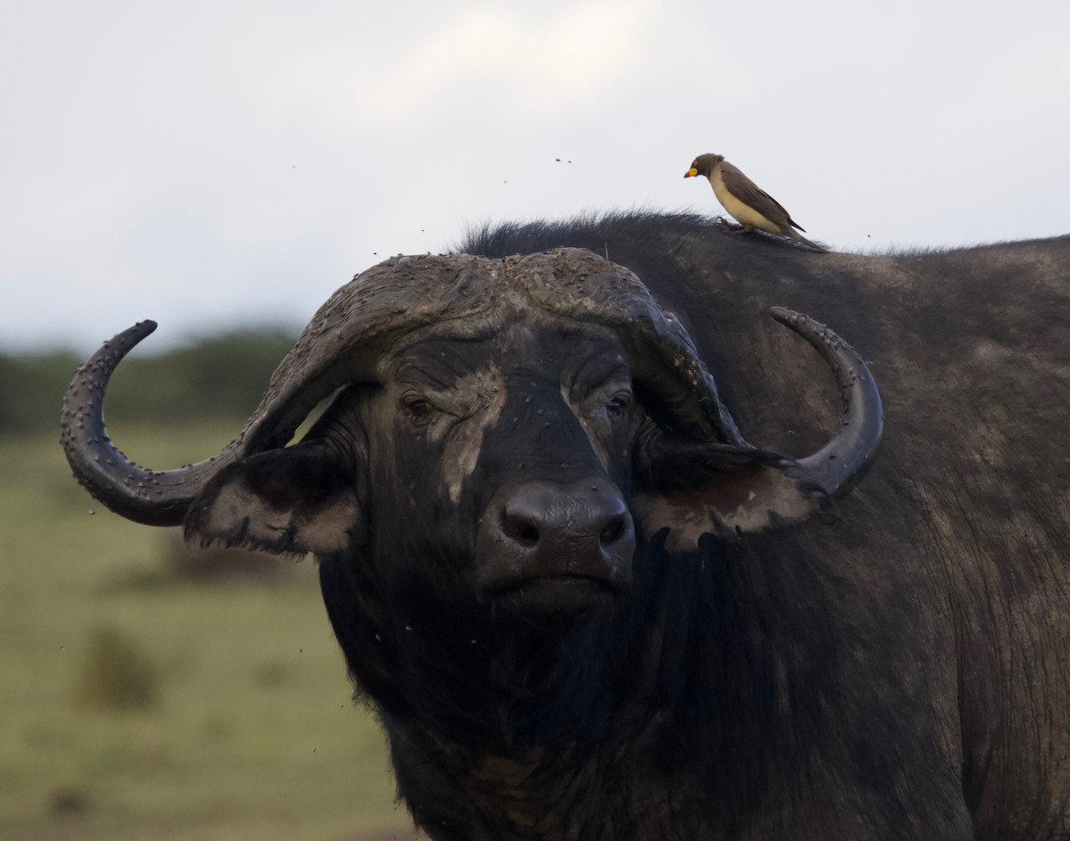 Yellow-billed Oxpecker - ML177742201