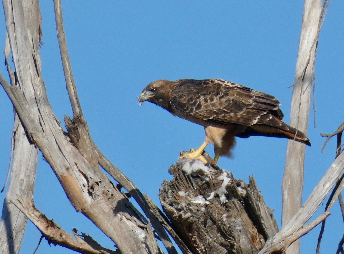 Rotschwanzbussard - ML177742621