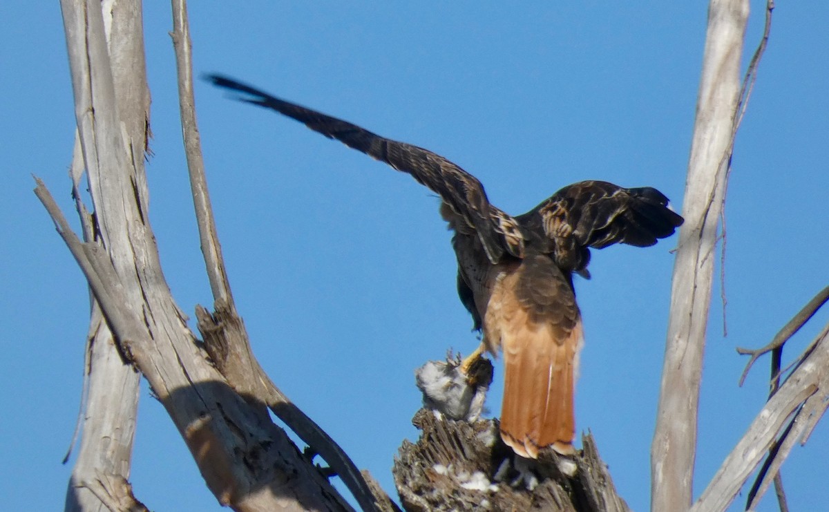 Red-tailed Hawk - ML177742631