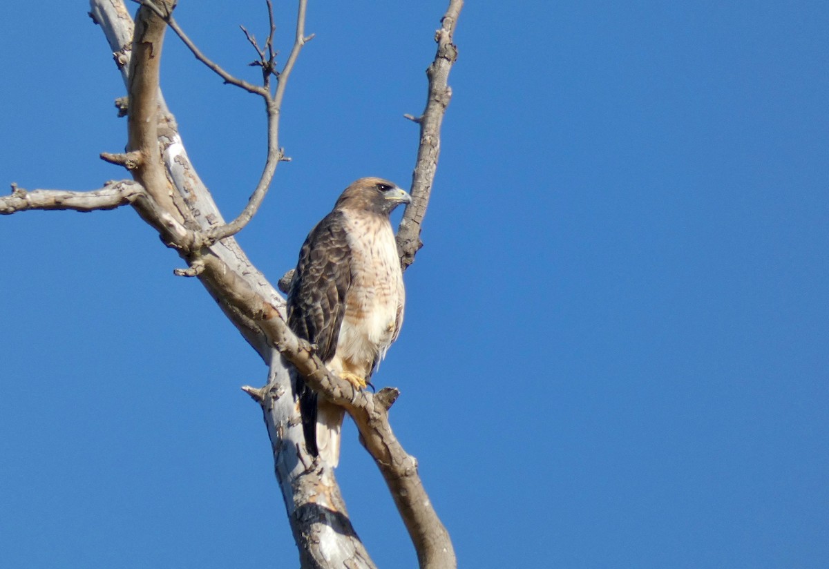 Rotschwanzbussard - ML177742701