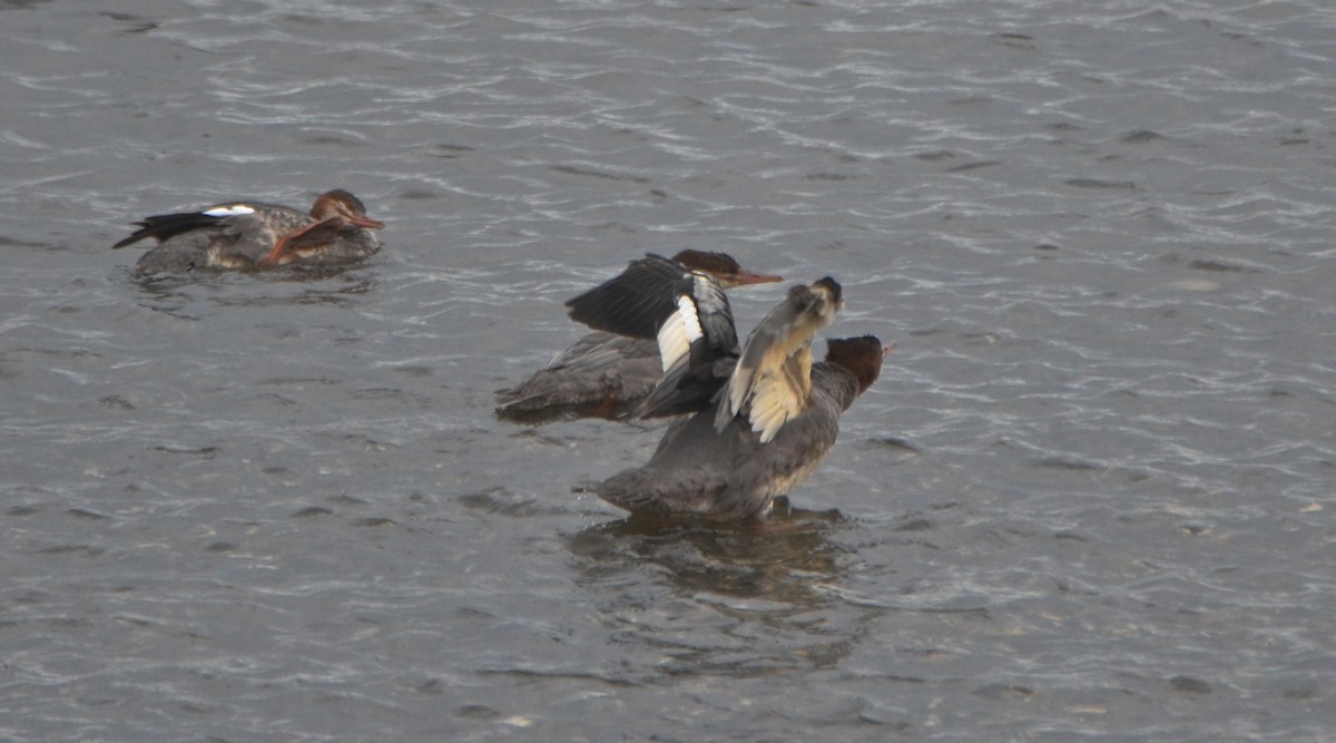 Common Merganser - ML177743401