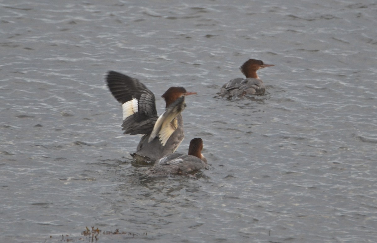 Common Merganser - ML177743431